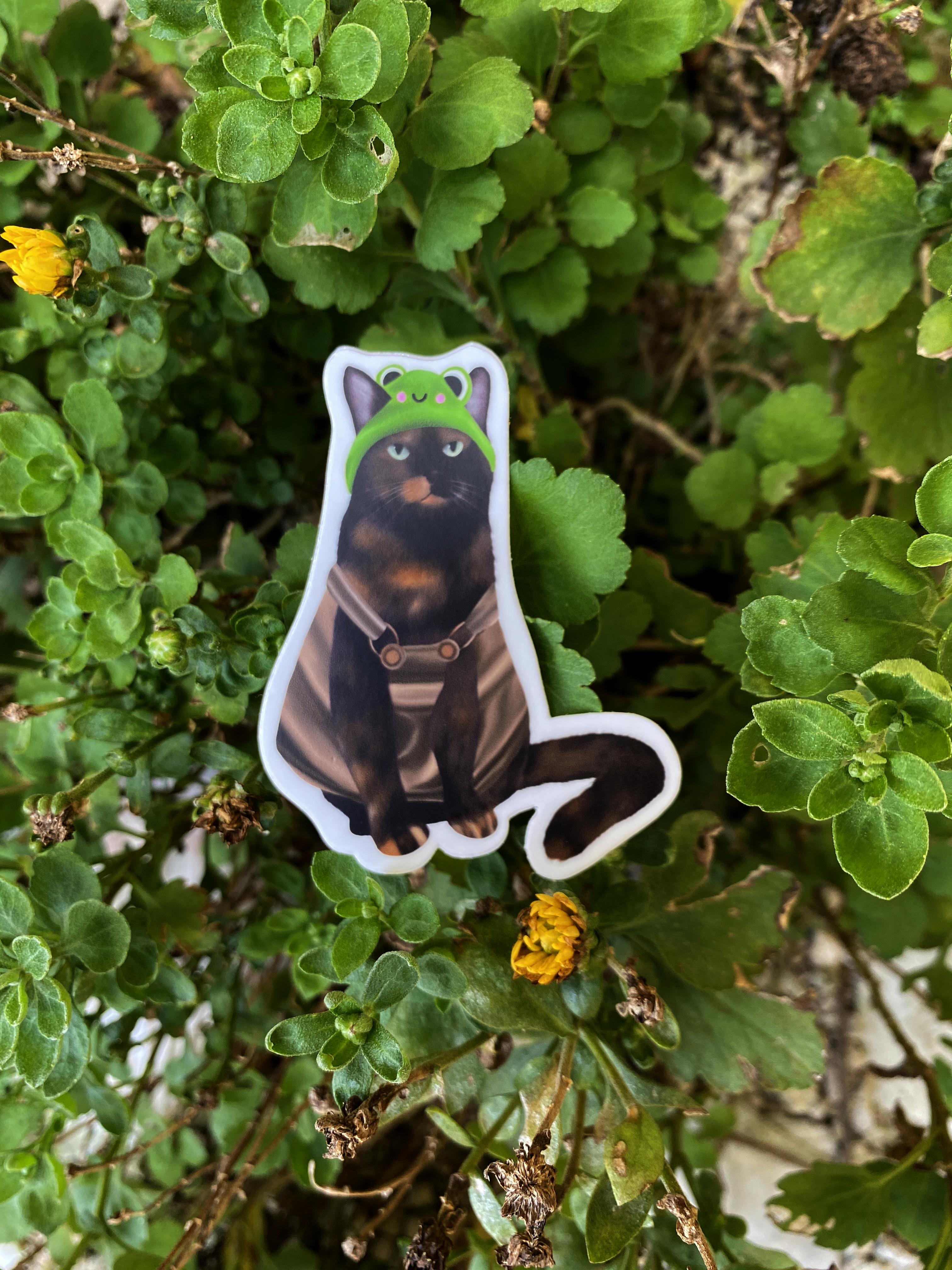 Cat With Froggie Hat