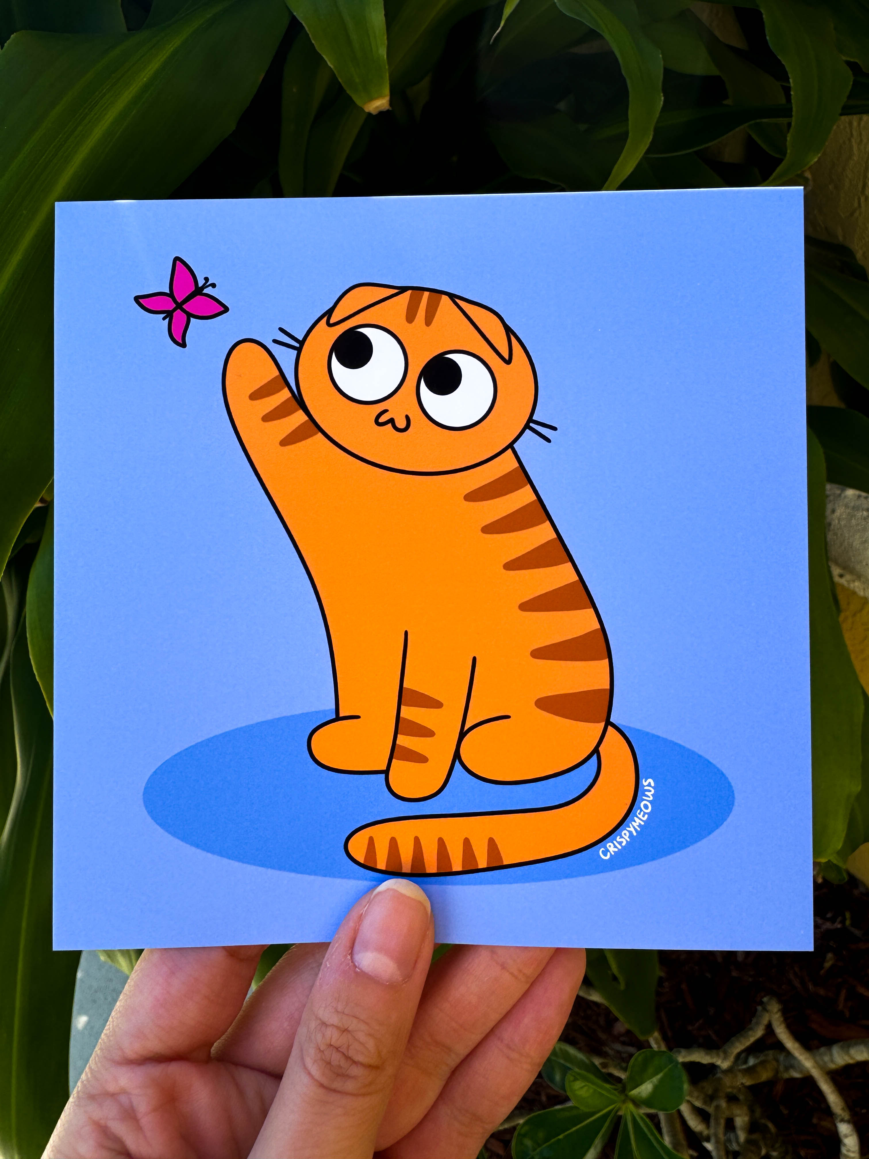 Scottish Fold Kitty, 5x5 Print