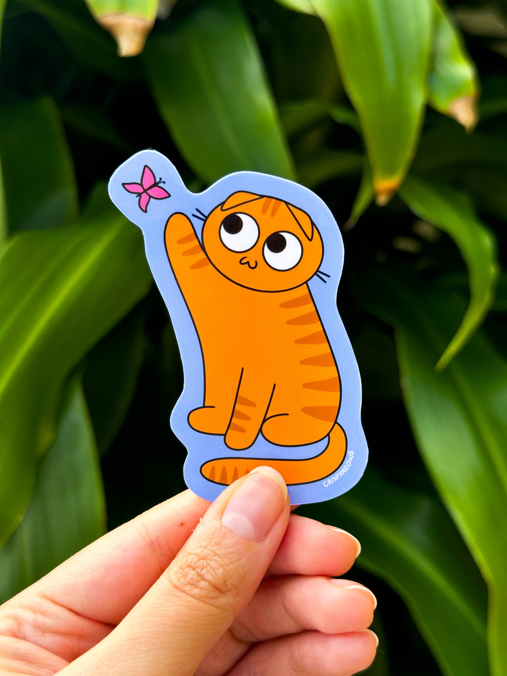 Scottish Fold Cat Sticker